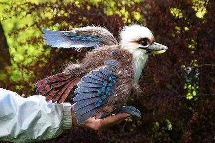 Kookaburra